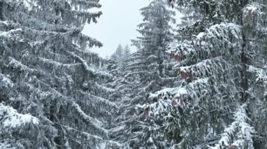 Aerial top view drone shot of the pine and spruce trees forest covered with snow in the Mountains. Beauty in nature and ecology concept image. Natural pattern or texture. Hi quality 4K footage.