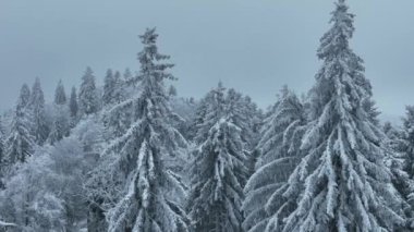 Aerial top view drone shot of the pine and spruce trees forest covered with snow in the Mountains. Beauty in nature and ecology concept image. Natural pattern or texture. Hi quality 4K footage.