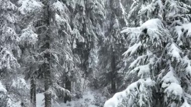 Aerial top view drone shot of the pine and spruce trees forest covered with snow in the Mountains. Beauty in nature and ecology concept image. Natural pattern or texture. Hi quality 4K footage.