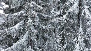 Aerial top view drone shot of the pine and spruce trees forest covered with snow in the Mountains. Beauty in nature and ecology concept image. Natural pattern or texture. Hi quality 4K footage.
