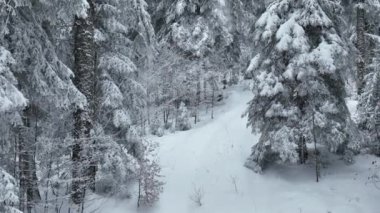 Aerial top view drone shot of the pine and spruce trees forest covered with snow in the Mountains. Beauty in nature and ecology concept image. Natural pattern or texture. Hi quality 4K footage.