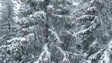Aerial top view drone shot of the pine and spruce trees forest covered with snow in the Mountains. Beauty in nature and ecology concept image. Natural pattern or texture. Hi quality 4K footage.