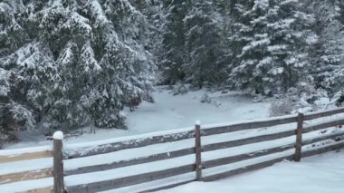 Aerial top view drone shot of the pine and spruce trees forest covered with snow in the Mountains. Beauty in nature and ecology concept image. Natural pattern or texture. Hi quality 4K footage.
