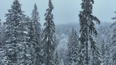Aerial top view drone shot of the pine and spruce trees forest covered with snow in the Mountains. Beauty in nature and ecology concept image. Natural pattern or texture. Hi quality 4K footage.