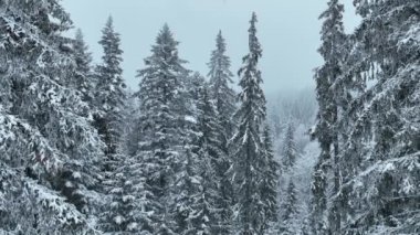 Aerial top view drone shot of the pine and spruce trees forest covered with snow in the Mountains. Beauty in nature and ecology concept image. Natural pattern or texture. Hi quality 4K footage.