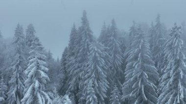 Aerial top view drone shot of the pine and spruce trees forest covered with snow in the Mountains. Beauty in nature and ecology concept image. Natural pattern or texture. Hi quality 4K footage.