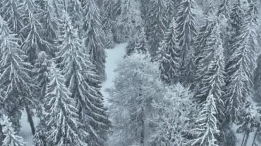 Aerial top view drone shot of the pine and spruce trees forest covered with snow in the Mountains. Beauty in nature and ecology concept image. Natural pattern or texture. Hi quality 4K footage.