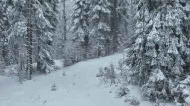 Aerial top view drone shot of the pine and spruce trees forest covered with snow in the Mountains. Beauty in nature and ecology concept image. Natural pattern or texture. Hi quality 4K footage.