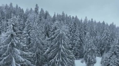 Aerial top view drone shot of the pine and spruce trees forest covered with snow in the Mountains. Beauty in nature and ecology concept image. Natural pattern or texture. Hi quality 4K footage.