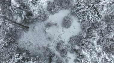 Aerial top view drone shot of the pine and spruce trees forest covered with snow in the Mountains. Beauty in nature and ecology concept image. Natural pattern or texture. Hi quality 4K footage.