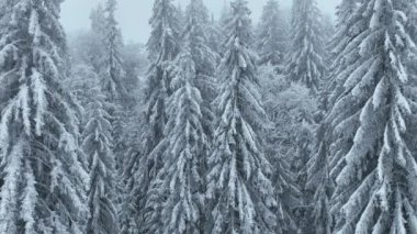 Aerial top view drone shot of the pine and spruce trees forest covered with snow in the Mountains. Beauty in nature and ecology concept image. Natural pattern or texture. Hi quality 4K footage.