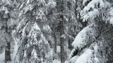 Aerial top view drone shot of the pine and spruce trees forest covered with snow in the Mountains. Beauty in nature and ecology concept image. Natural pattern or texture. Hi quality 4K footage.