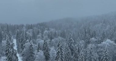 Aerial top view drone shot of the pine and spruce trees forest covered with snow in the Mountains. Beauty in nature and ecology concept image. Natural pattern or texture. Hi quality 4K footage.