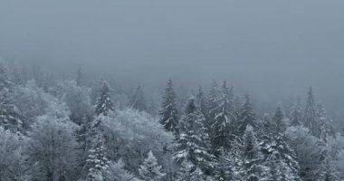 Aerial top view drone shot of the pine and spruce trees forest covered with snow in the Mountains. Beauty in nature and ecology concept image. Natural pattern or texture. Hi quality 4K footage.