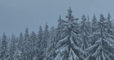 Aerial top view drone shot of the pine and spruce trees forest covered with snow in the Mountains. Beauty in nature and ecology concept image. Natural pattern or texture. Hi quality 4K footage.