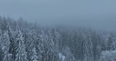 Aerial top view drone shot of the pine and spruce trees forest covered with snow in the Mountains. Beauty in nature and ecology concept image. Natural pattern or texture. Hi quality 4K footage.