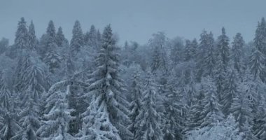 Aerial top view drone shot of the pine and spruce trees forest covered with snow in the Mountains. Beauty in nature and ecology concept image. Natural pattern or texture. Hi quality 4K footage.