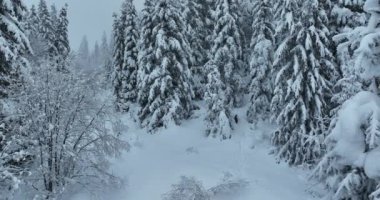 Cinematic Aerial View of Beautiful path in nature with Snowy branches in forest. Winter fairy background. High quality 4k footage