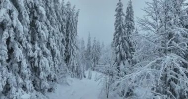 Cinematic Aerial View of Beautiful path in nature with Snowy branches in forest. Winter fairy background. High quality 4k footage