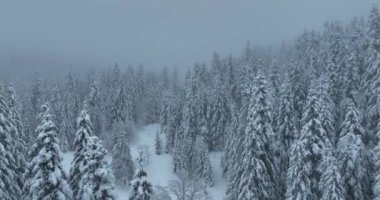 Cinematic Aerial View of Beautiful path in nature with Snowy branches in forest. Winter fairy background. High quality 4k footage