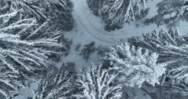 Aerial top view drone shot of the pine and spruce trees forest covered with snow in the Mountains. Beauty in nature and ecology concept image. Natural pattern or texture. Hi quality 4K footage.