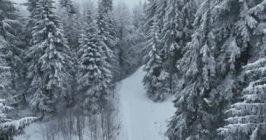 Aerial top view drone shot of the pine and spruce trees forest covered with snow in the Mountains. Beauty in nature and ecology concept image. Natural pattern or texture. Hi quality 4K footage.