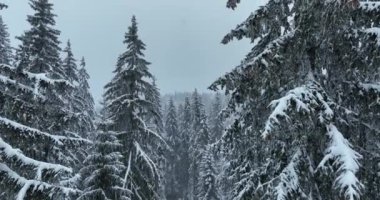 Aerial top view drone shot of the pine and spruce trees forest covered with snow in the Mountains. Beauty in nature and ecology concept image. Natural pattern or texture. Hi quality 4K footage.