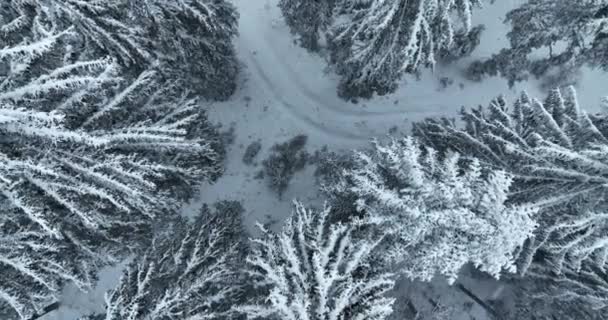 Aerial Top View Drone Shot Pine Spruce Trees Forest Covered — Stock Video