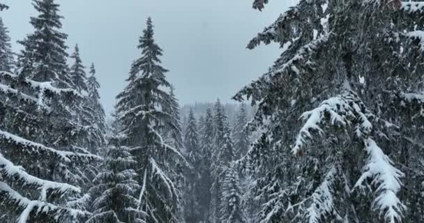 Vedere Aeriană Drone Pădurii Pin Molid Acoperite Zăpadă Munți Frumusețea — Videoclip de stoc