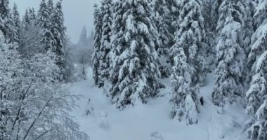 Cinematic Aerial View of Beautiful path in nature with Snowy branches in forest. Winter fairy background. High quality 4k footage