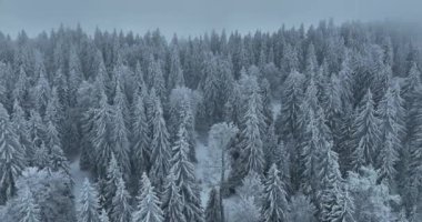 Aerial top view drone shot of the pine and spruce trees forest covered with snow in the Mountains. Beauty in nature and ecology concept image. Natural pattern or texture. Hi quality 4K footage.