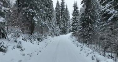 Splendid mountain winter landscape with secluded small wooden alpine cottage among the fir trees fully covered by snow during snow fall. Hi quality 4K slow motion footage. 