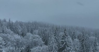 Aerial top view drone shot of the pine and spruce trees forest covered with snow in the Mountains. Beauty in nature and ecology concept image. Natural pattern or texture. Hi quality 4K footage.