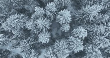 Aerial top view drone shot of the pine and spruce trees forest covered with snow in the Mountains. Beauty in nature and ecology concept image. Natural pattern or texture. Hi quality 4K footage.