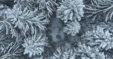 Aerial top view drone shot of the pine and spruce trees forest covered with snow in the Mountains. Beauty in nature and ecology concept image. Natural pattern or texture. Hi quality 4K footage.