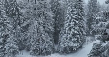 Aerial top view drone shot of the pine and spruce trees forest covered with snow in the Mountains. Beauty in nature and ecology concept image. Natural pattern or texture. Hi quality 4K footage.