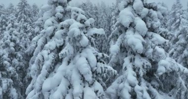 Cinematic Aerial View of Beautiful path in nature with Snowy branches in forest. Winter fairy background. High quality 4k footage