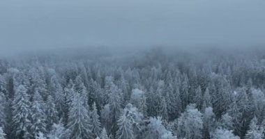 Aerial top view drone shot of the pine and spruce trees forest covered with snow in the Mountains. Beauty in nature and ecology concept image. Natural pattern or texture. Hi quality 4K footage.