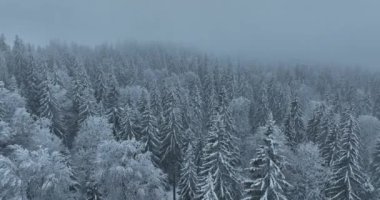 Aerial top view drone shot of the pine and spruce trees forest covered with snow in the Mountains. Beauty in nature and ecology concept image. Natural pattern or texture. Hi quality 4K footage.