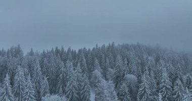Aerial top view drone shot of the pine and spruce trees forest covered with snow in the Mountains. Beauty in nature and ecology concept image. Natural pattern or texture. Hi quality 4K footage.
