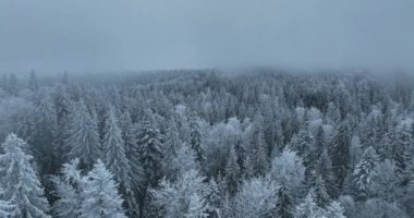 Aerial top view drone shot of the pine and spruce trees forest covered with snow in the Mountains. Beauty in nature and ecology concept image. Natural pattern or texture. Hi quality 4K footage.