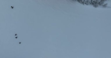 Many skiers and snowboarders skiing down on snowy mountainsides slopes in mountains at ski resort in winter. Family and friends have fun on fresh snow sliding. Bjelasnica mountain. Quality 4k video