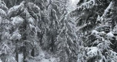Aerial top view drone shot of the pine and spruce trees forest covered with snow in the Mountains. Beauty in nature and ecology concept image. Natural pattern or texture. Hi quality 4K footage.
