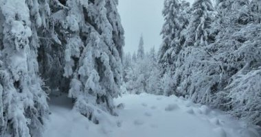 Cinematic Aerial View of Beautiful path in nature with Snowy branches in forest. Winter fairy background. High quality 4k footage