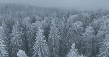 Aerial top view drone shot of the pine and spruce trees forest covered with snow in the Mountains. Beauty in nature and ecology concept image. Natural pattern or texture. Hi quality 4K footage.