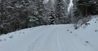 Aerial top view drone shot of the pine and spruce trees forest covered with snow in the Mountains. Beauty in nature and ecology concept image. Natural pattern or texture. Hi quality 4K footage.