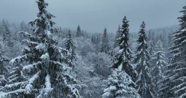 Aerial top view drone shot of the pine and spruce trees forest covered with snow in the Mountains. Beauty in nature and ecology concept image. Natural pattern or texture. Hi quality 4K footage.