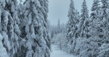 Cinematic Aerial View of Beautiful path in nature with Snowy branches in forest. Winter fairy background. High quality 4k footage