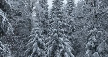 Aerial top view drone shot of the pine and spruce trees forest covered with snow in the Mountains. Beauty in nature and ecology concept image. Natural pattern or texture. Hi quality 4K footage.