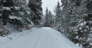 Aerial top view drone shot of the pine and spruce trees forest covered with snow in the Mountains. Beauty in nature and ecology concept image. Natural pattern or texture. Hi quality 4K footage.